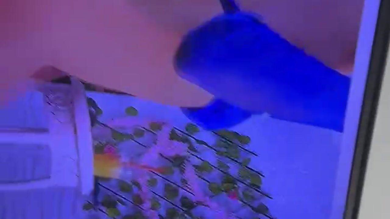 Blue is hot