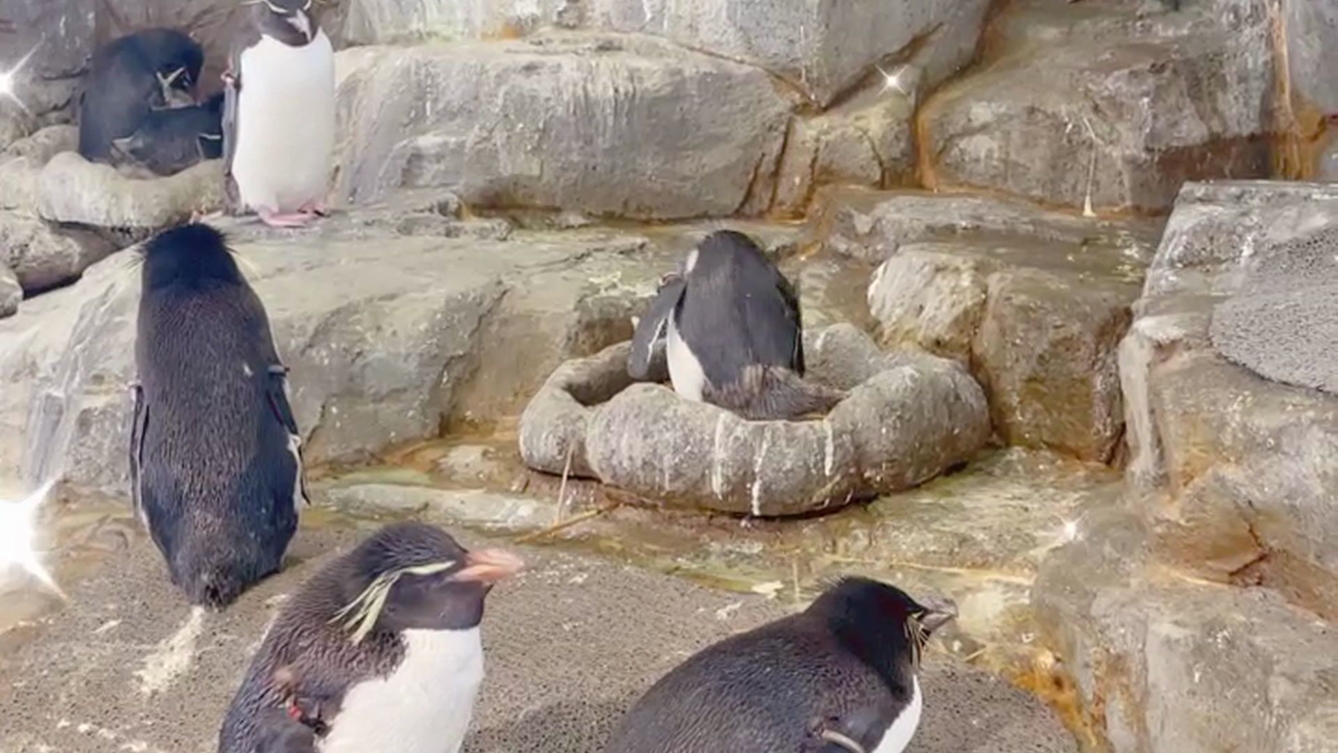 水族館行ったよ〜ペンギンが好き♡