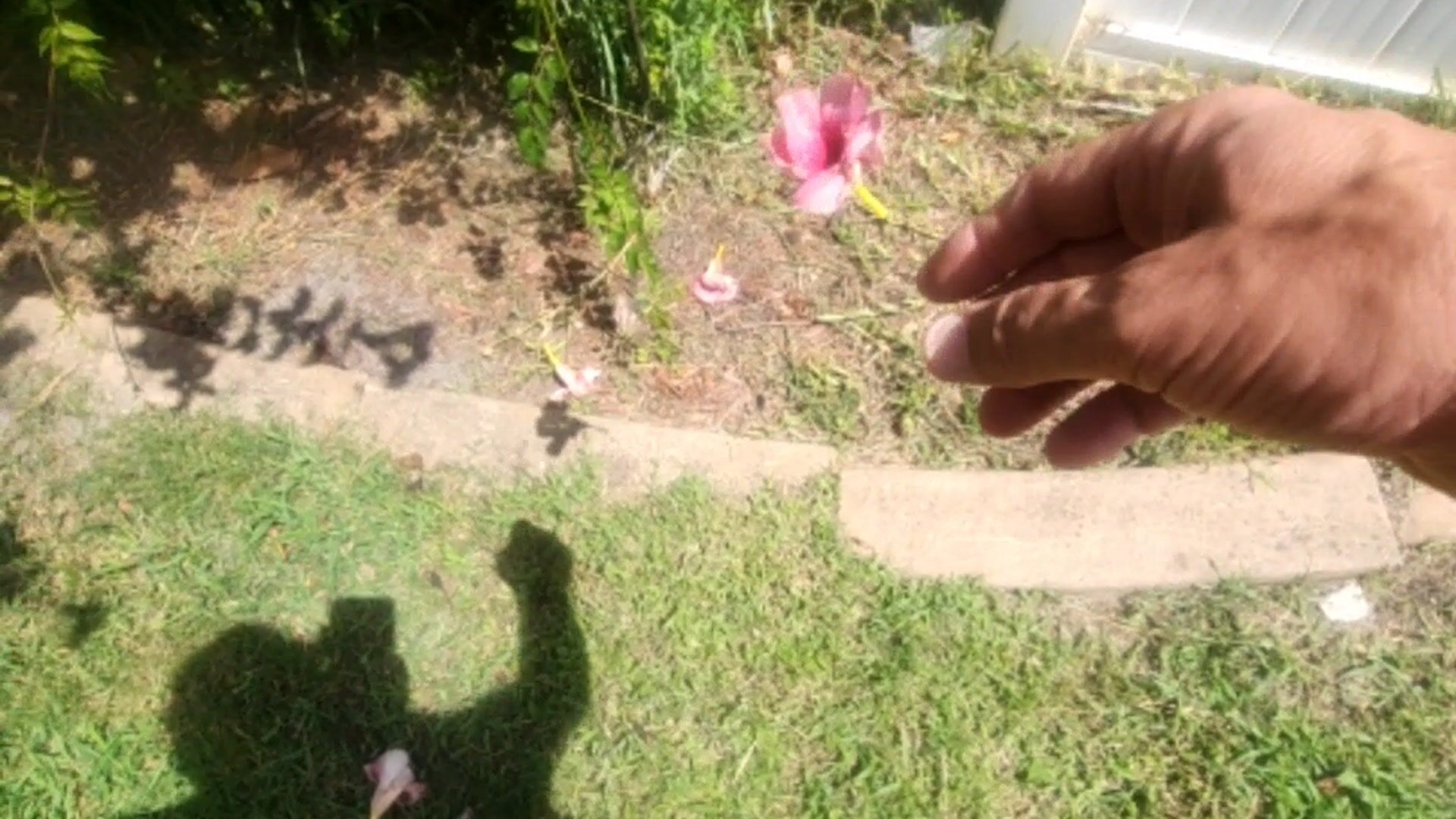 Outside naked.  My cock enjoyed a flower!