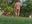 Walk naked in back yard in view of neighbors!  HARD cock! - video by theclubist111 cam model