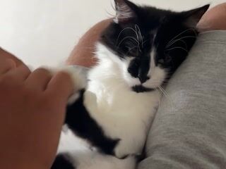 my brother and my cat Kaneki - video by Sweet-bb cam model