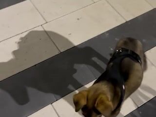 this dog doesn't have a name yet, I found him dying on the street a month ago - video by Sweet-bb cam model