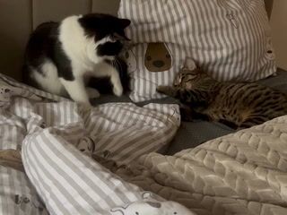 all my cats and dogs are found on the street, and they are all very good, obedient - video by Sweet-bb cam model