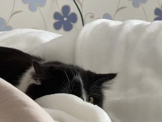 look at him^•^ - video by Sweet-bb cam model