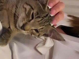this kitty is my first kitten which I treated myself - video by Sweet-bb cam model