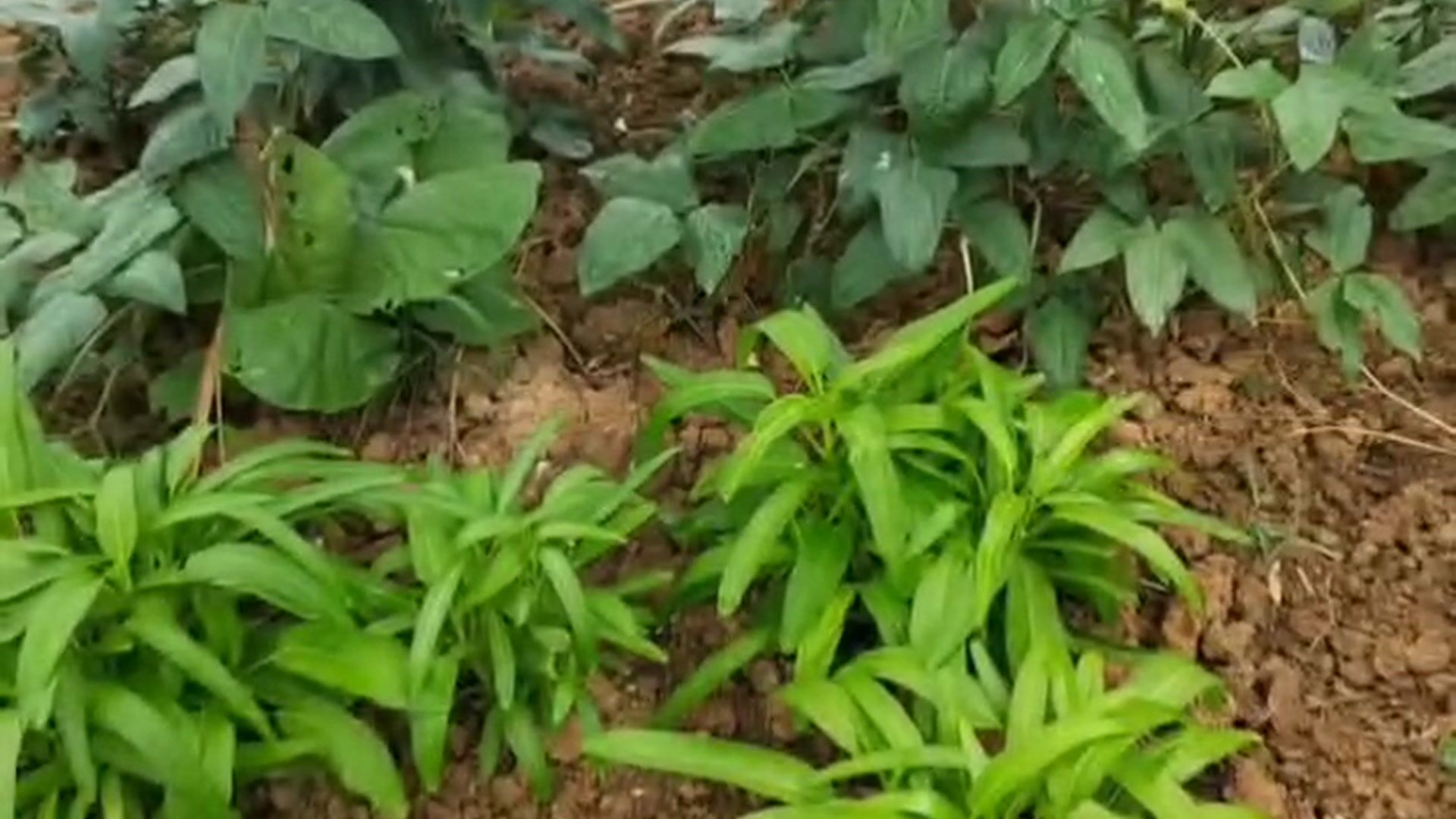 下雨的风景