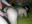 1080p60fps cumshot in pussy and continued to fuck - vídeo de godsgifts1