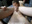 Ass licking babe cleans a dude's ass RIMJOB, POV style - vídeo de godsgifts1