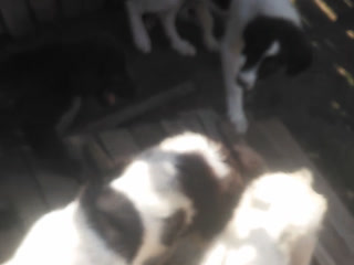 My animals :)