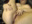 Dabbles with Anal - vídeo de la modelo de cam XxMs_StarzxX