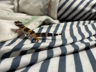 Gecko in slow motion