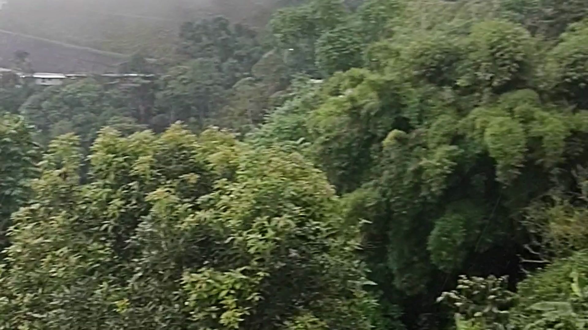 An outing to the field I observed the coffee plants of Colombia