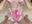 show my tities in my bedroom shhh - video by Teentatalla cam model