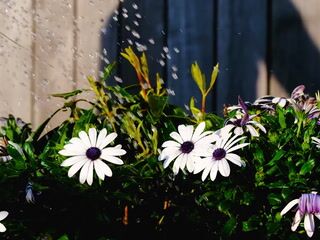 My flowerbed in the yard