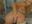 2 lush inside me - video by alya1one cam model
