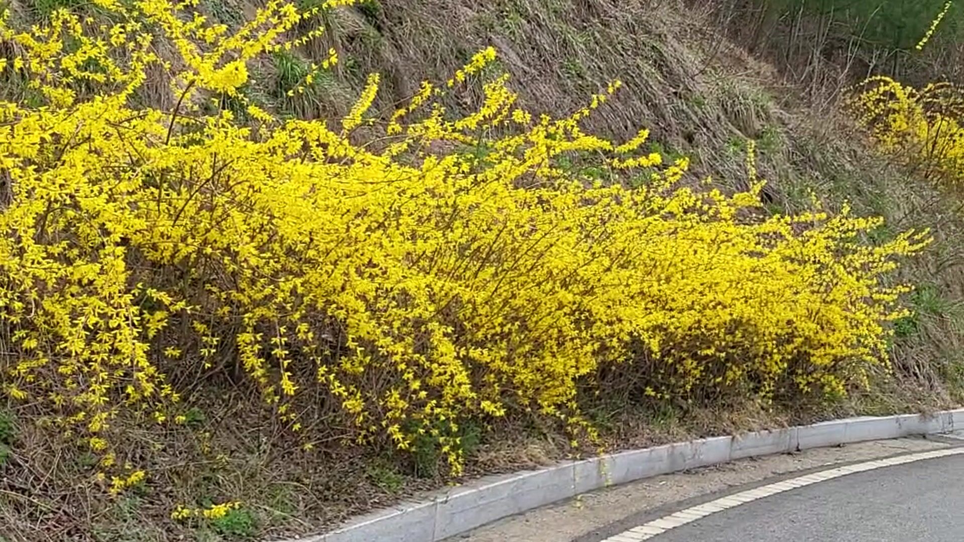 Korean spring
