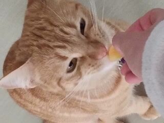 My kitty eating melon - video by becka_ cam model