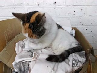 Neighbour's cat Tabbie washing herself on my stuff