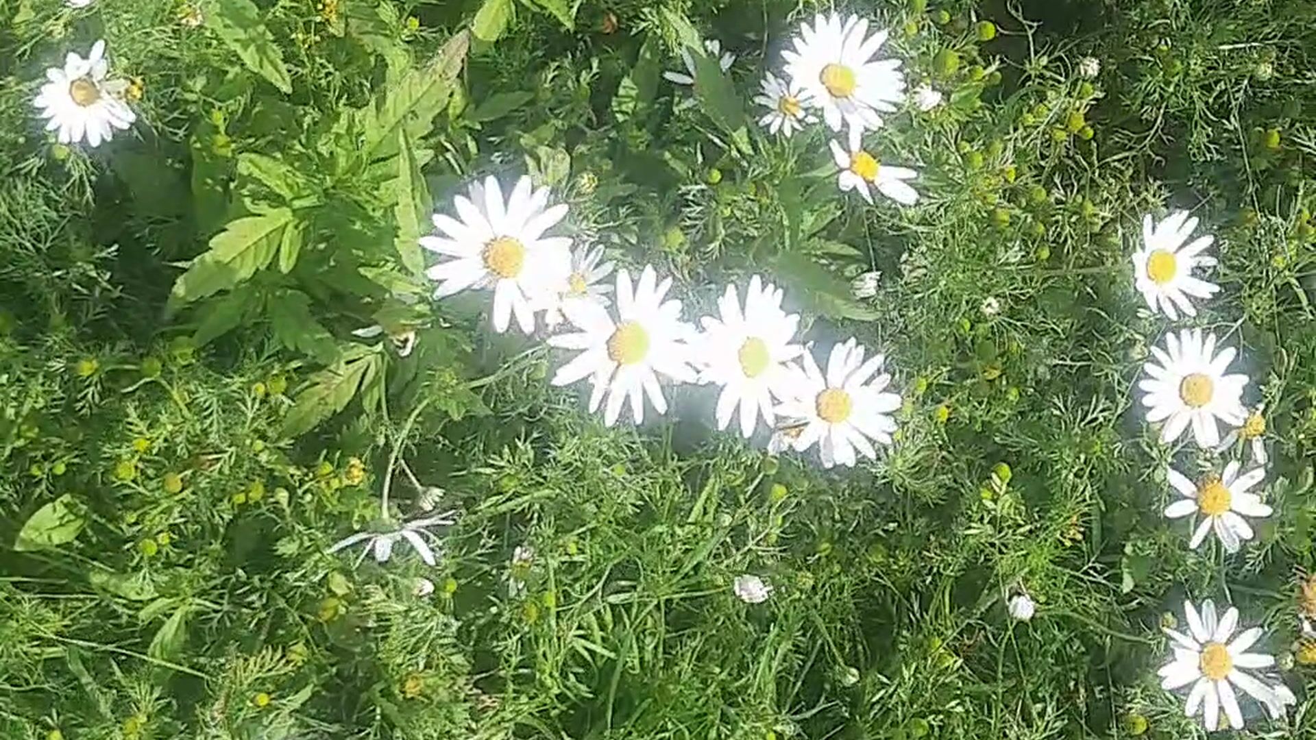 My daisies