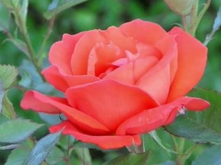 Rose - 3654