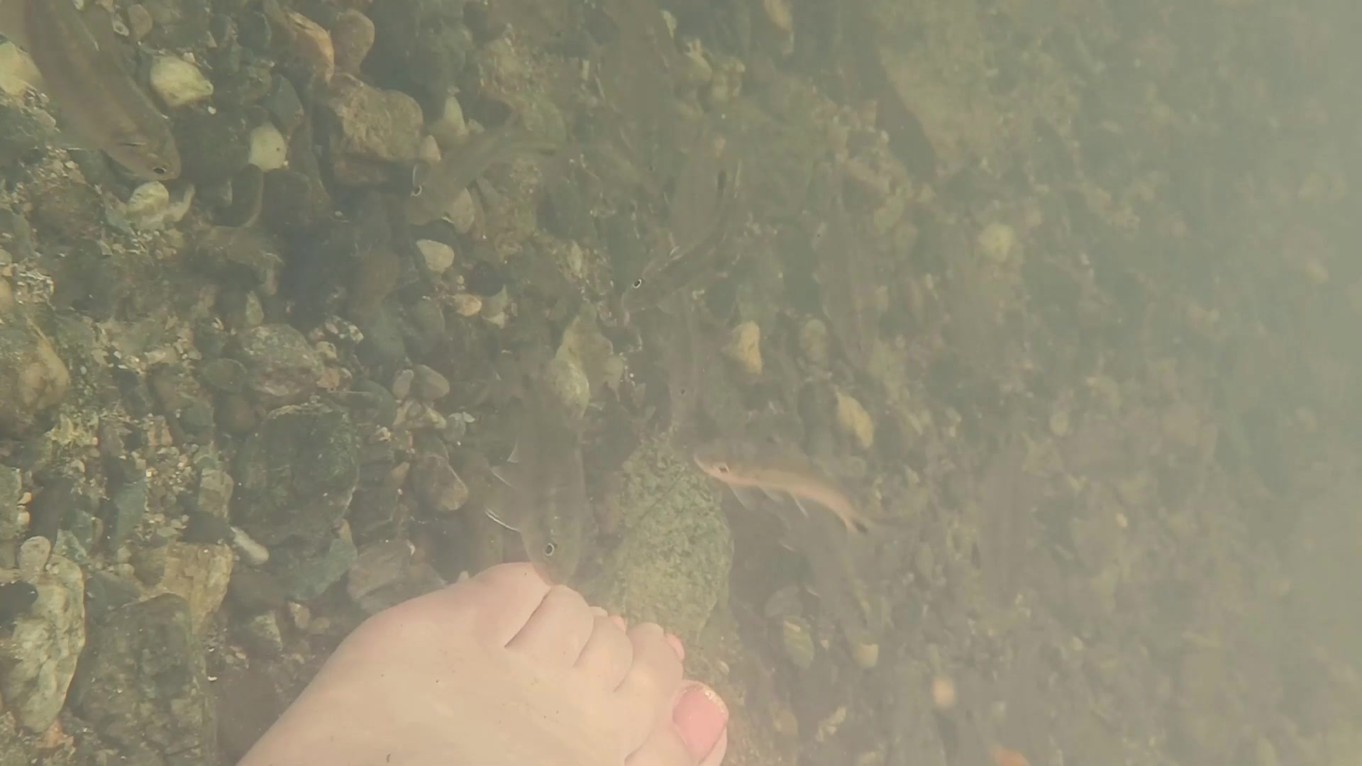 The fish knowing my feet🐟