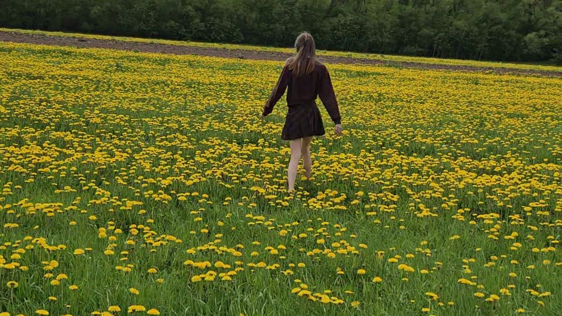 Journey among dandelions