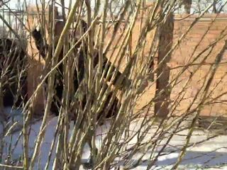 walk in the snow - video by Tachika cam model