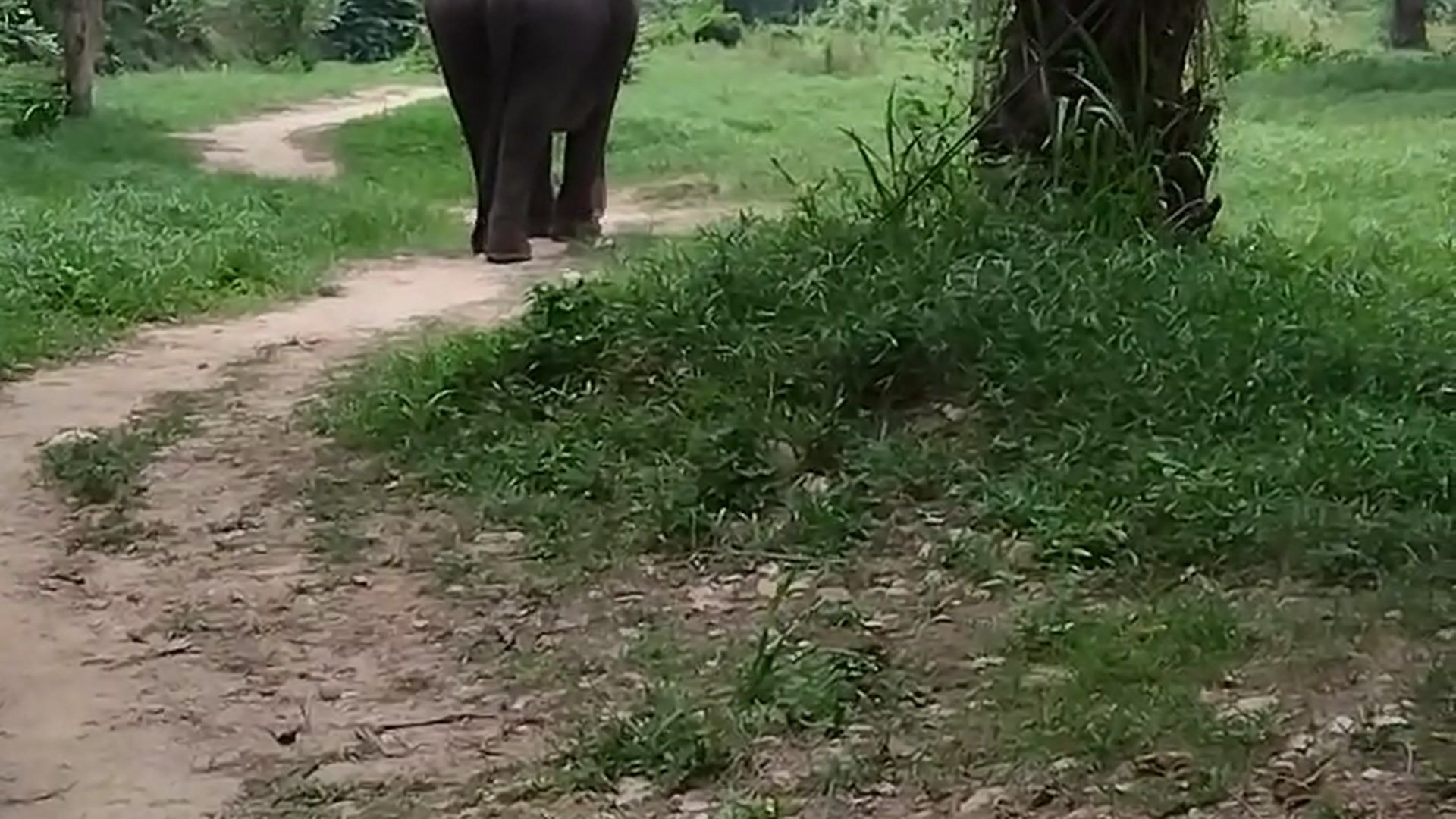 🐘🥰