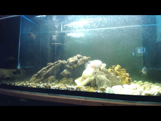 my fishes