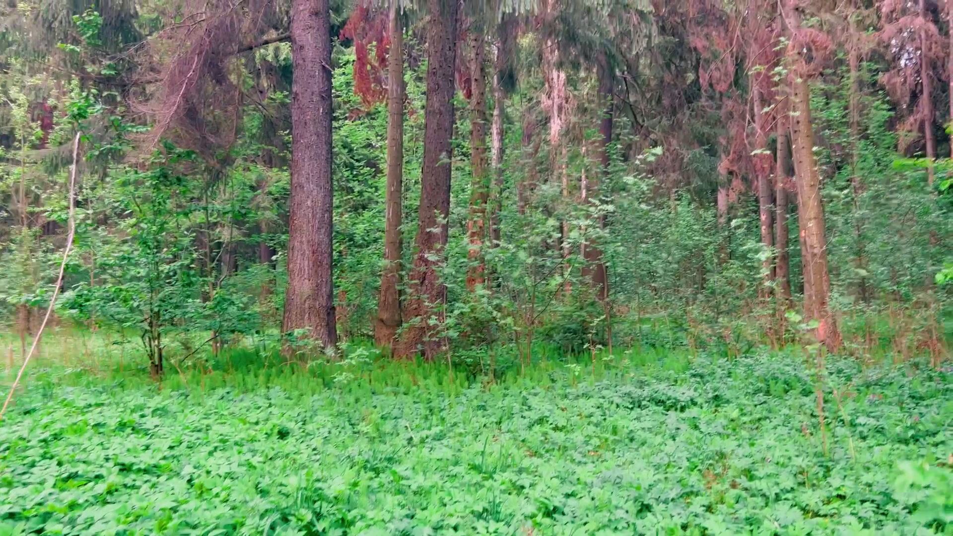 Walking naked in the forest