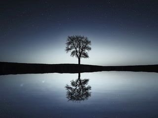 Reflection Of Tree At Night - video by MollleGraant cam model