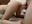 [15 Mar 09:40] Private Show - video by carlosbangsstar cam model